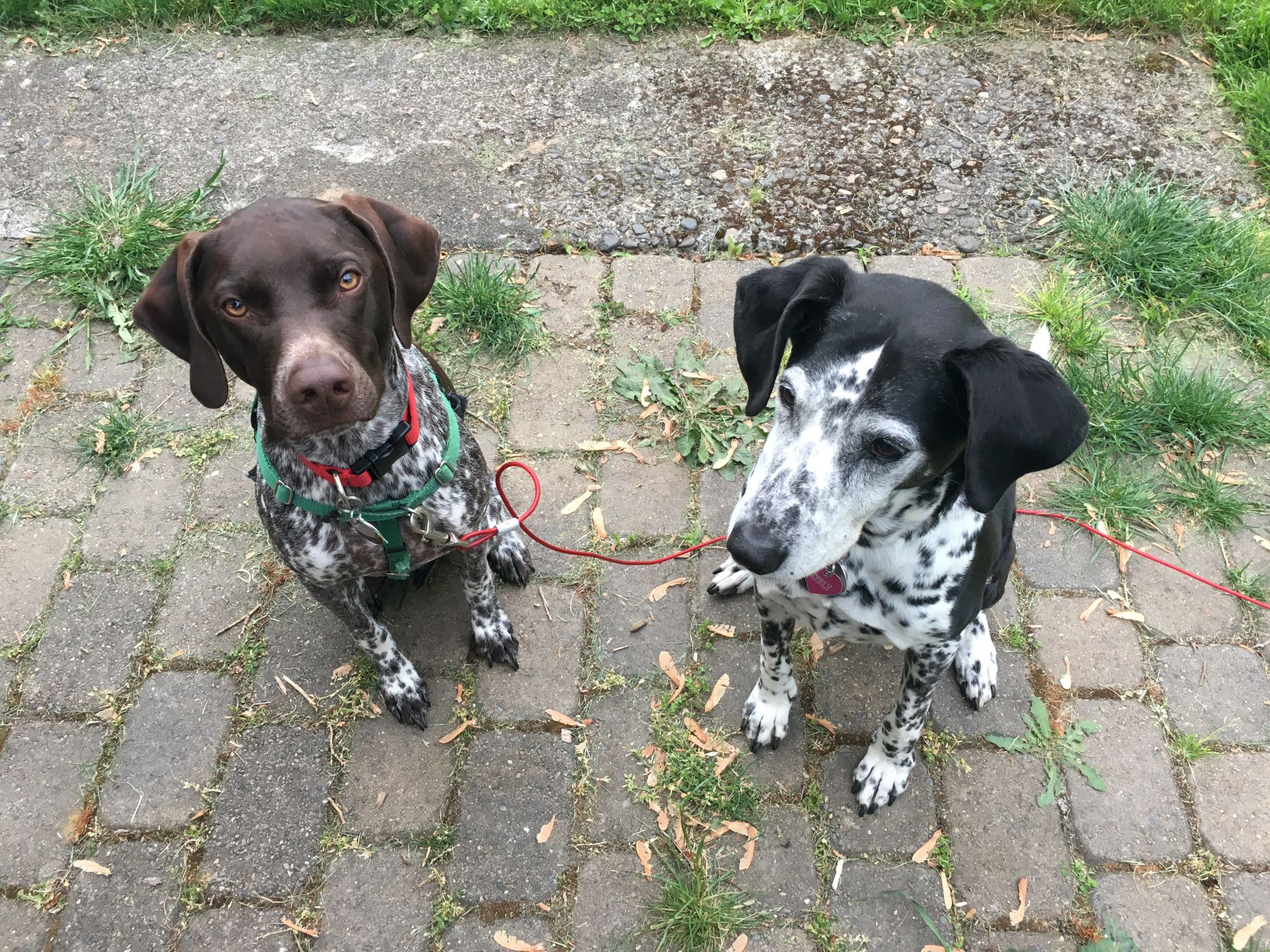 two pointer dogs sitting on a brick sidewalk